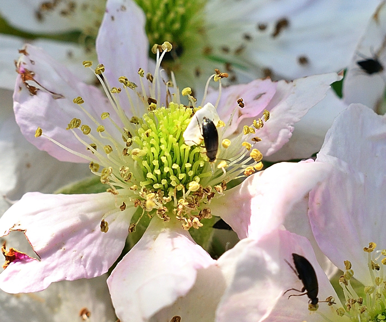 Brombeere, Blüte mit Besuch 