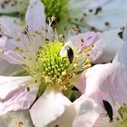 Brombeere, Blüte mit Besuch 