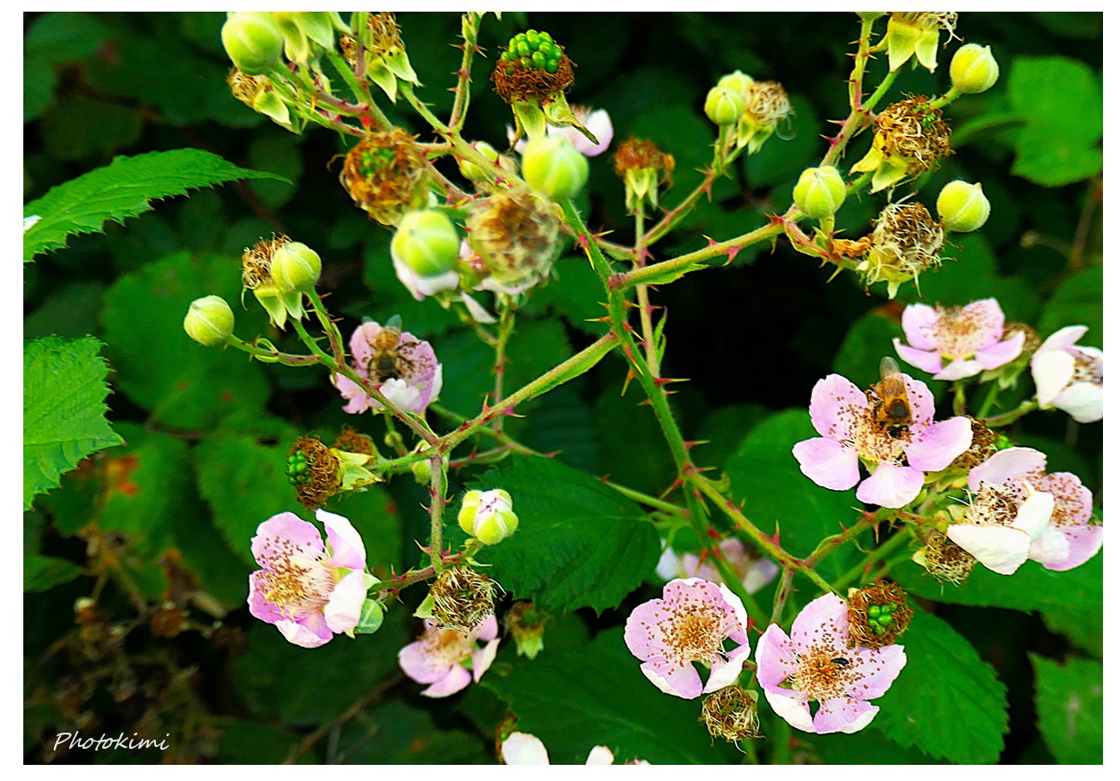 Brombeere Blüten am Waldrand