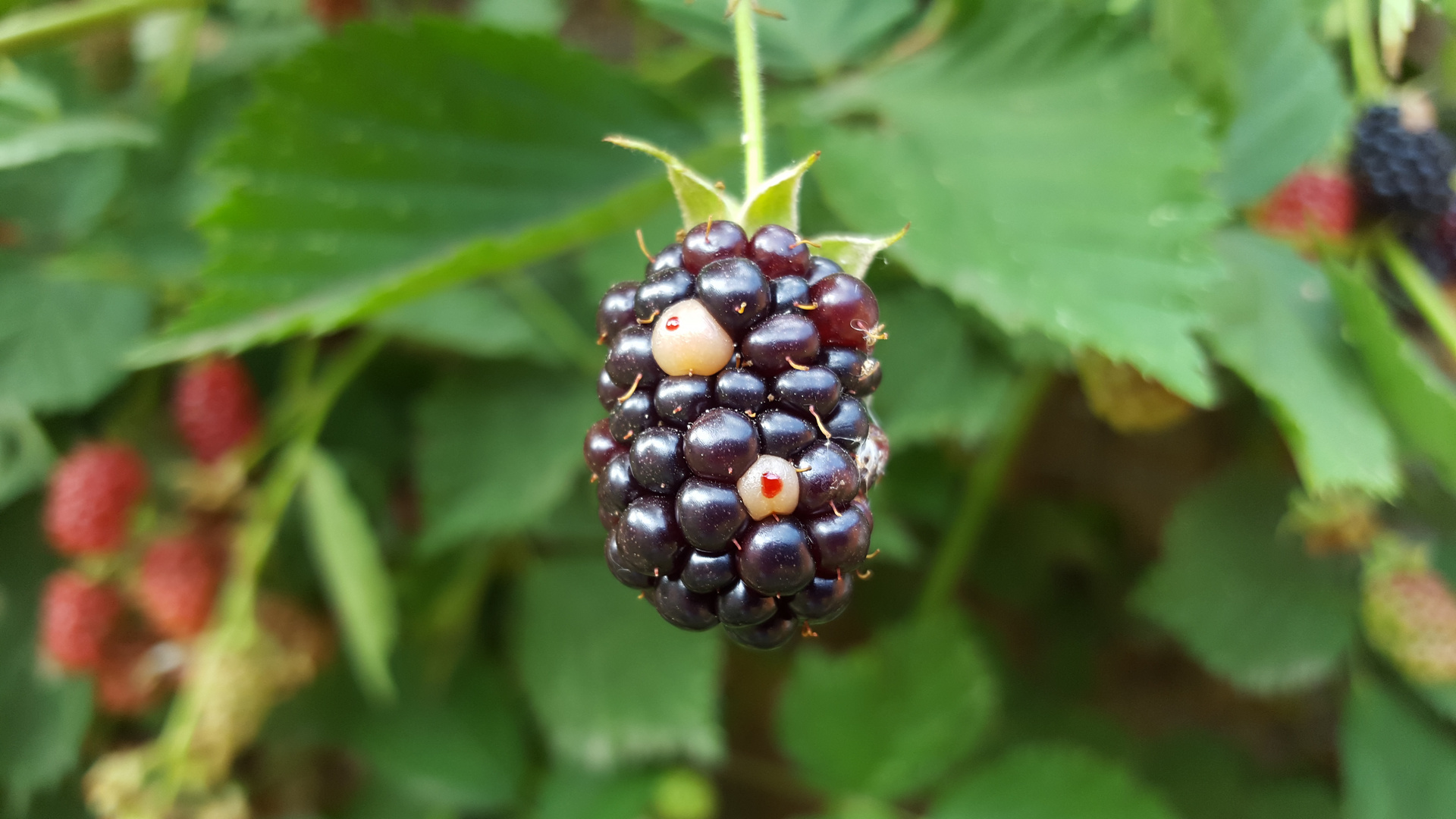 Brombeere Frucht, Desktopbild