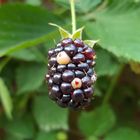 Brombeere Frucht, Desktopbild