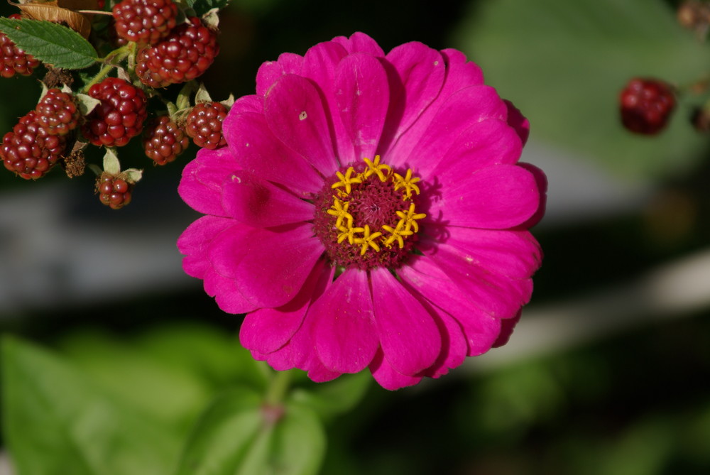 Brombeere im Garten