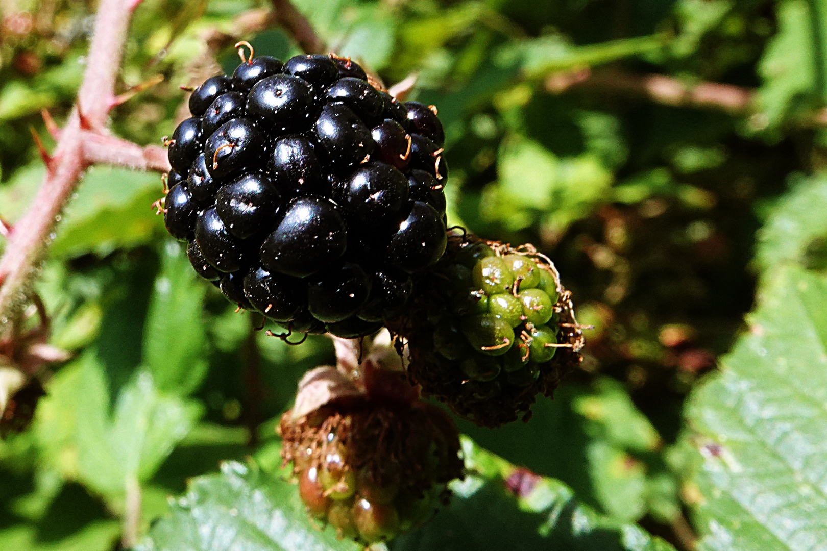 Brombeere im Glanz der Sonne Foto &amp; Bild | natur, früchte, brombeeren ...