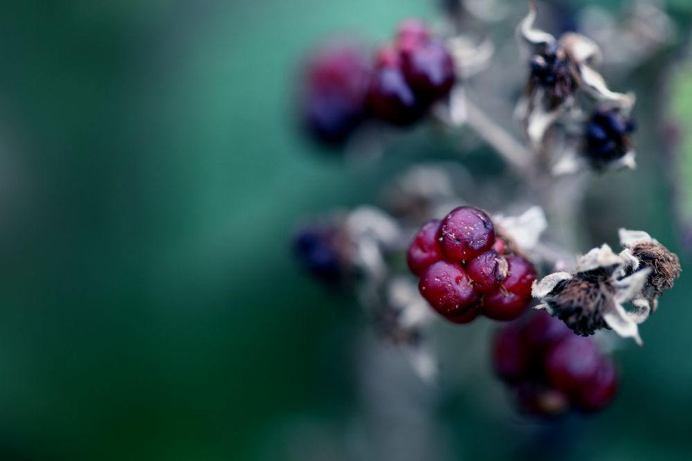 Brombeere im Herbst