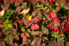 Brombeere im Herbst