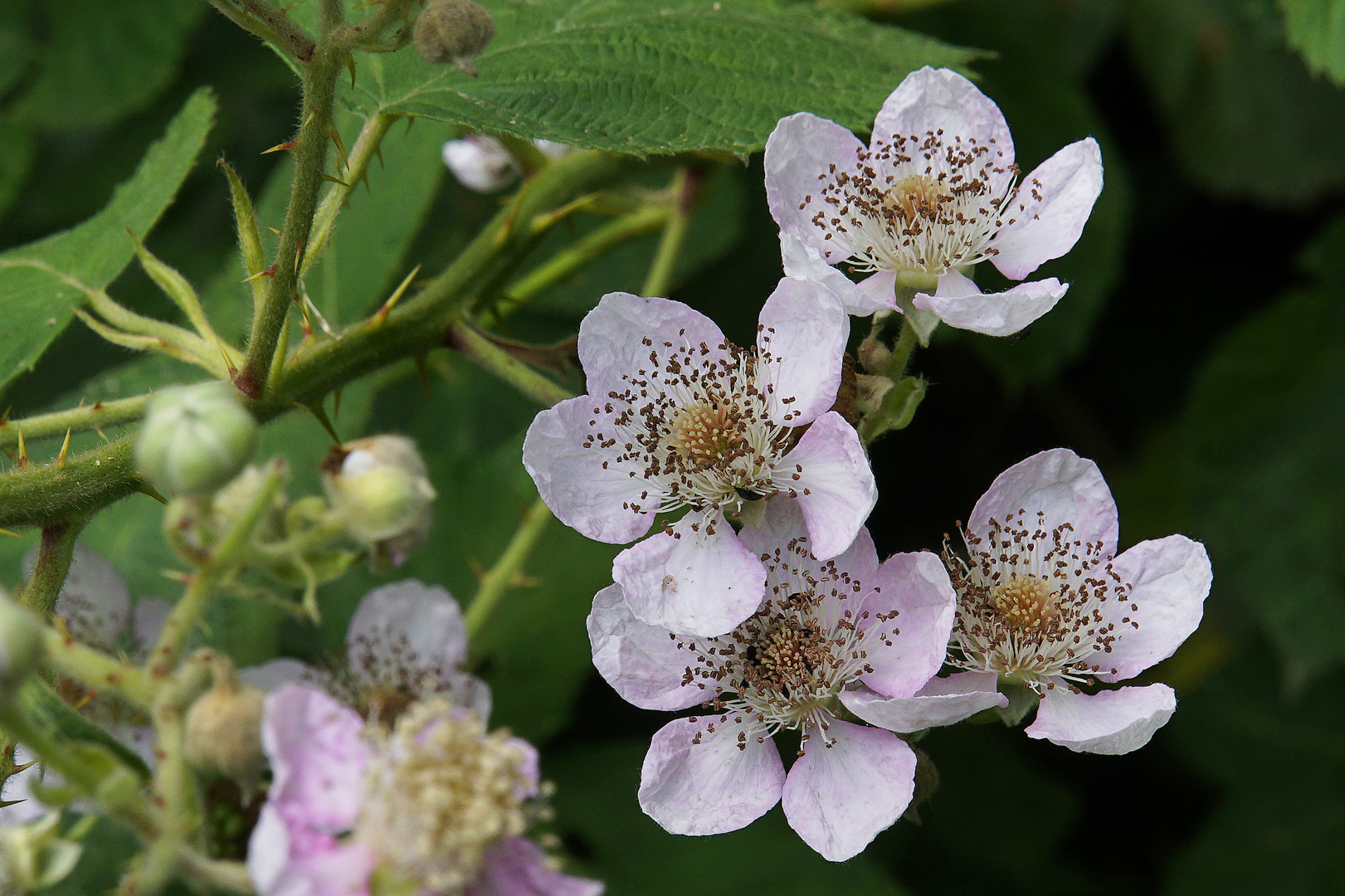 Brombeere in Blüte