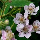 Brombeere in Blüte