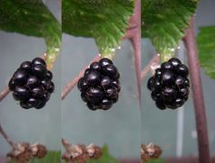 Brombeere in Doppel-3D XX-Blick