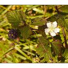 Brombeere mit Blüte