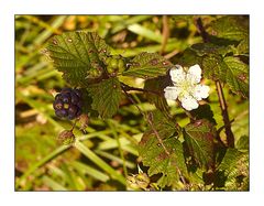 Brombeere mit Blüte