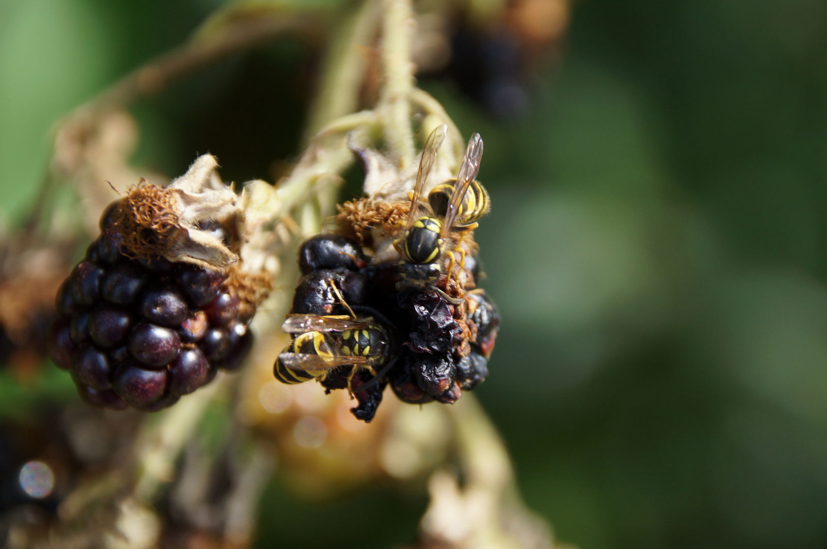 Brombeere mit Wespe Foto & Bild pflanzen, pilze & flechten, früchte