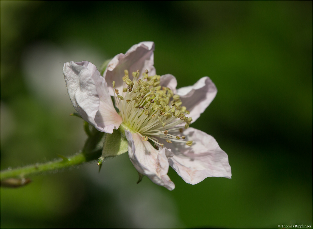 Brombeere (Rubus sectio Rubus)