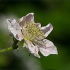 Brombeere (Rubus sectio Rubus)