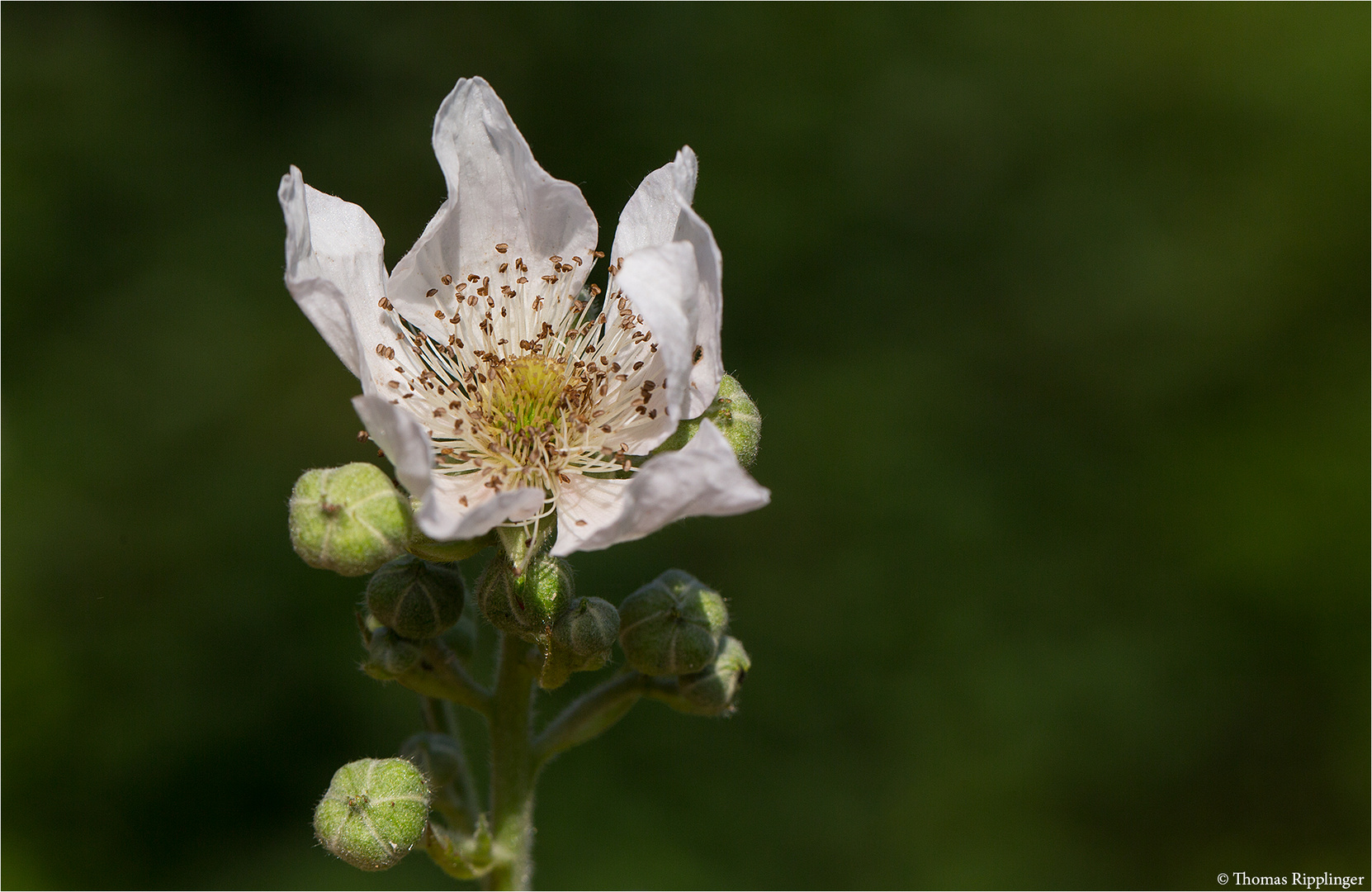 Brombeere (Rubus sectio Rubus) 1688