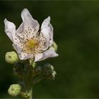 Brombeere (Rubus sectio Rubus) 1688