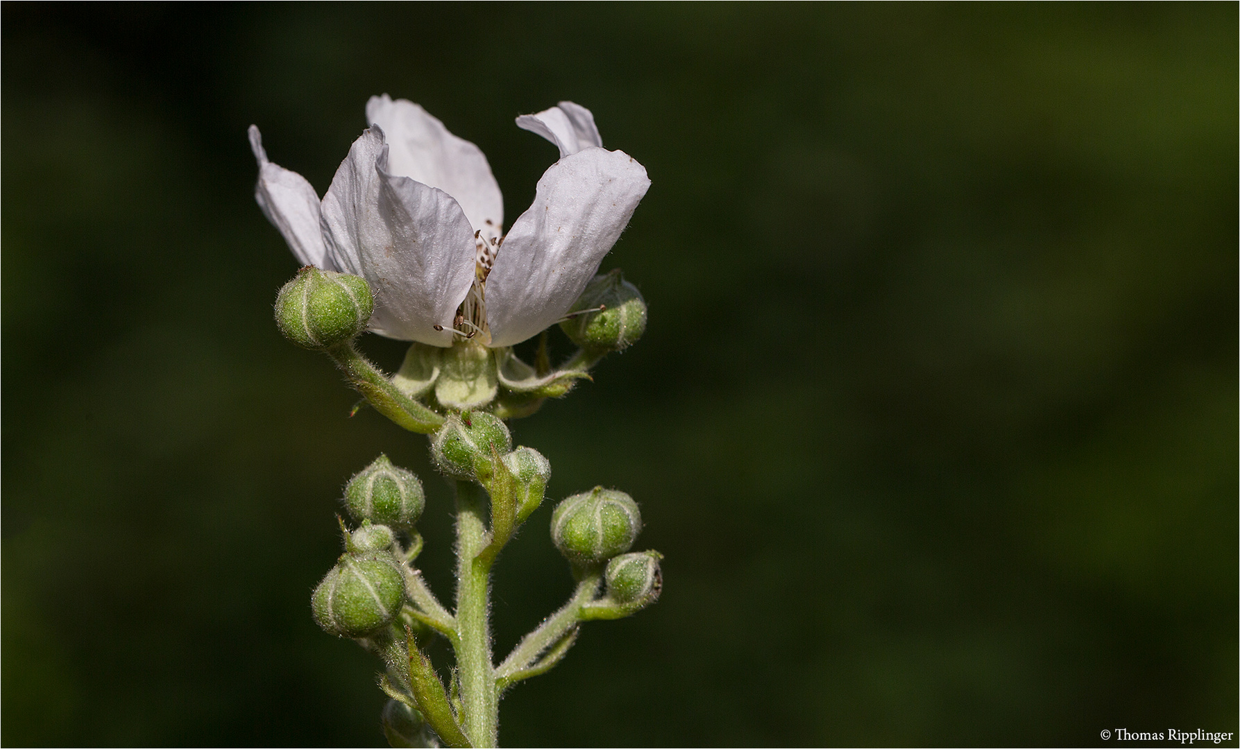 Brombeere (Rubus sectio Rubus) 1691