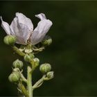 Brombeere (Rubus sectio Rubus) 1691