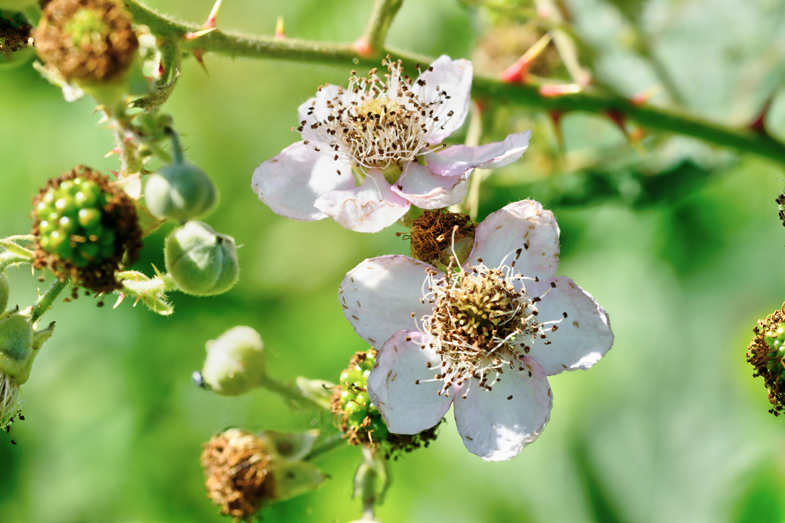 Brombeere (Rubus sectio Rubus), blackberry