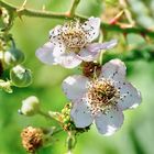 Brombeere (Rubus sectio Rubus), blackberry