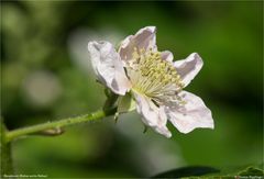Brombeere (Rubus sectio Rubus) .