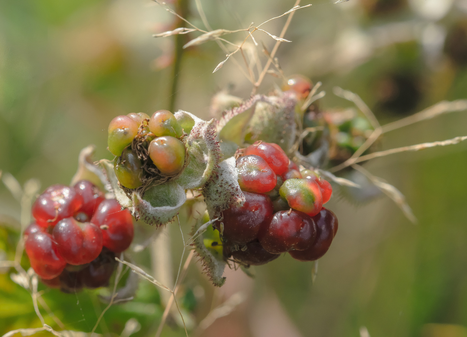 Brombeere (Rubus sectio rubus), wild blackberry