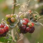 Brombeere (Rubus sectio rubus), wild blackberry