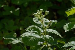 Brombeere vor der Blüte.