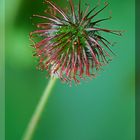 Brombeere vor der Bluete Makro