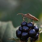 Brombeere zum Frühstück