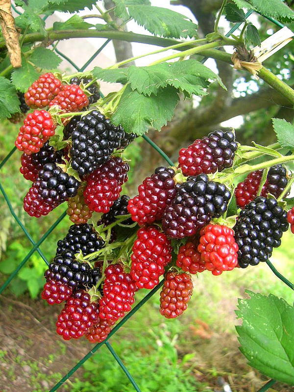 Brombeeren