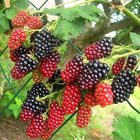 Brombeeren