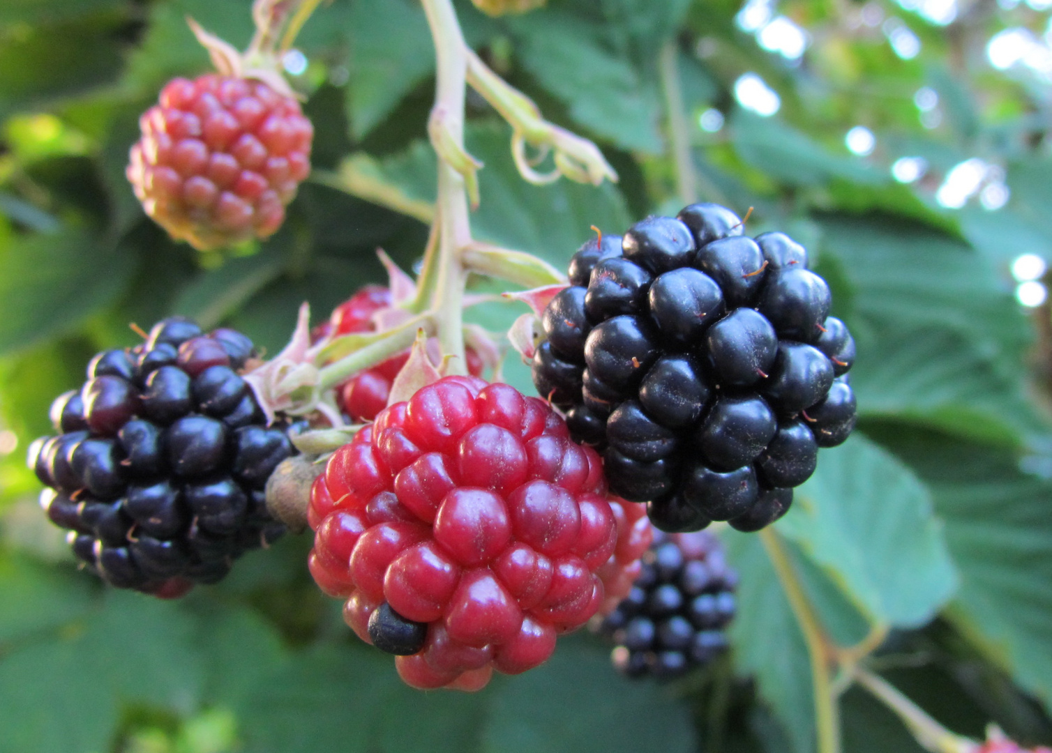 Brombeeren