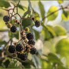 Brombeeren