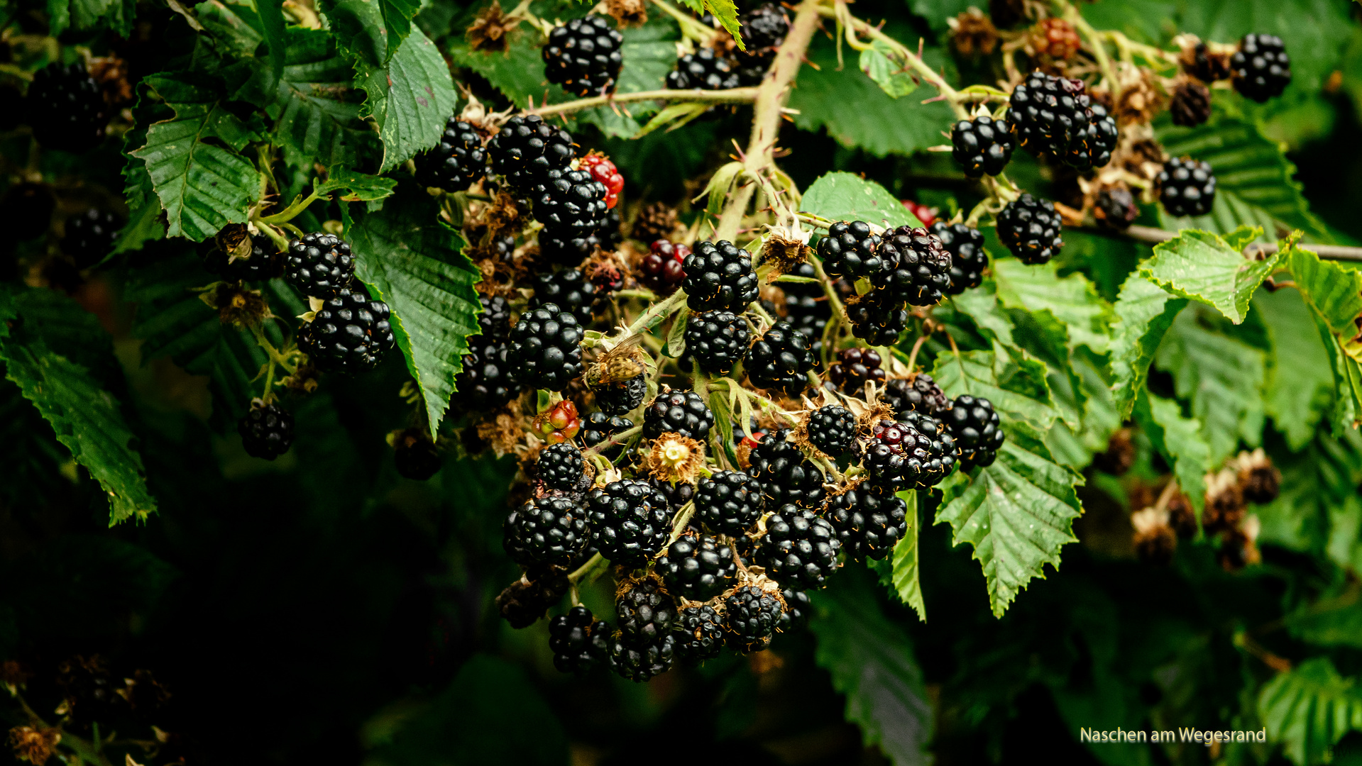 Brombeeren