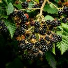 Brombeeren