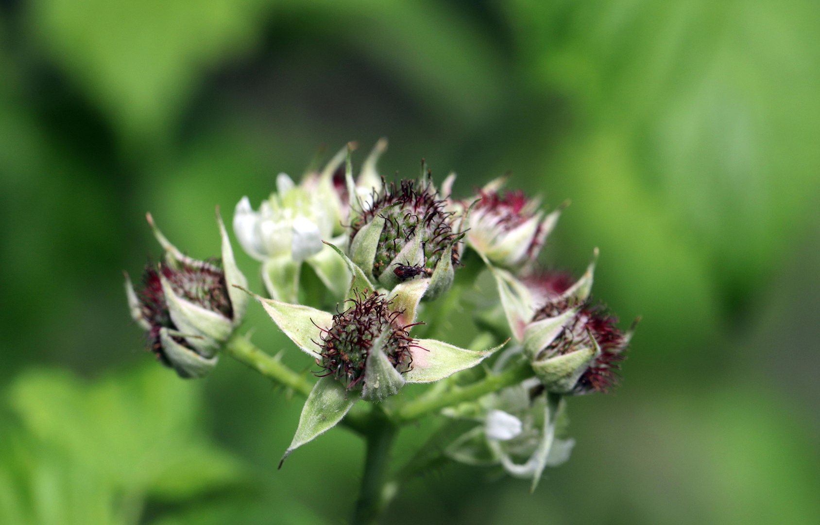 brombeeren