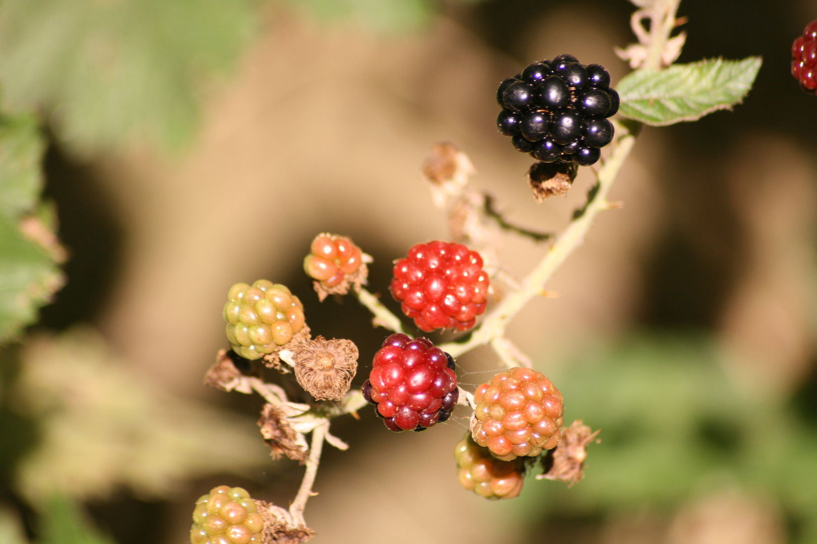 Brombeeren