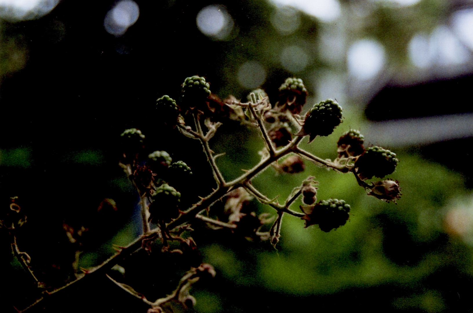 Brombeeren