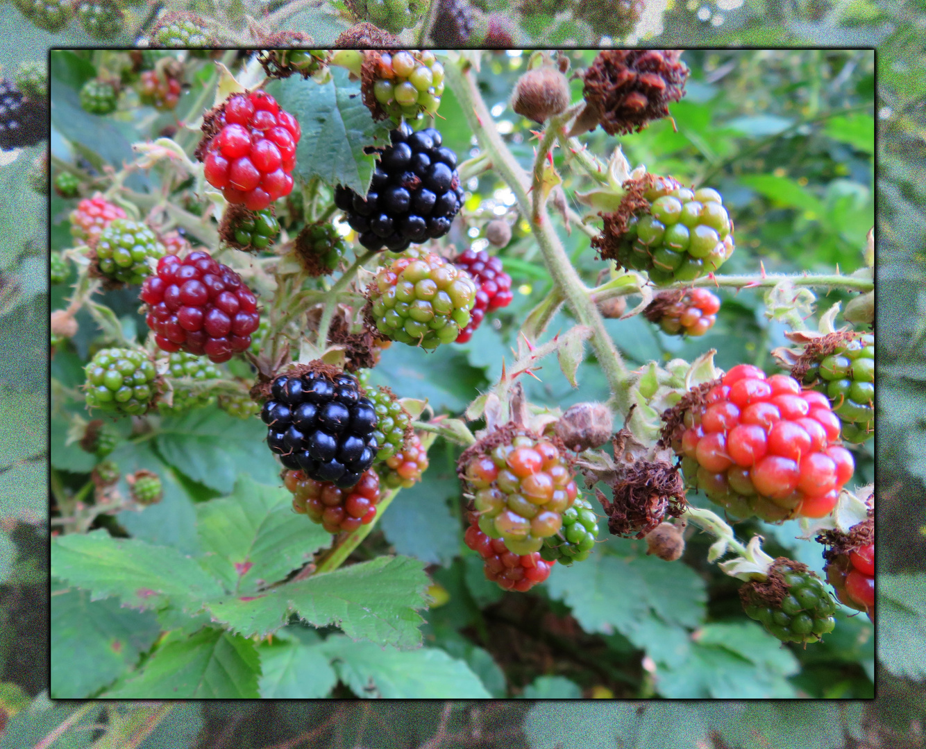 Brombeeren ... Foto &amp; Bild | dokumentation, landschaften, sommer Bilder ...