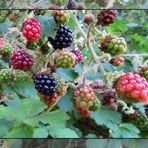 Brombeeren ... 