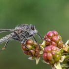 Brombeeren