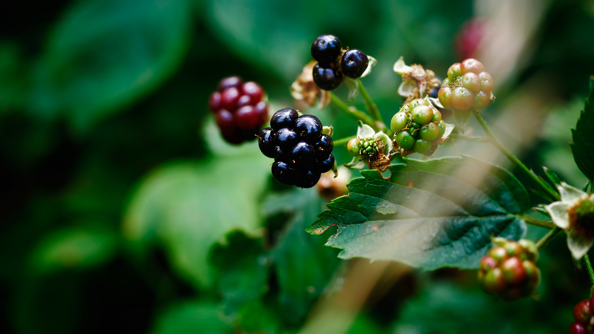 Brombeeren 2.0