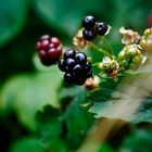 Brombeeren 2.0