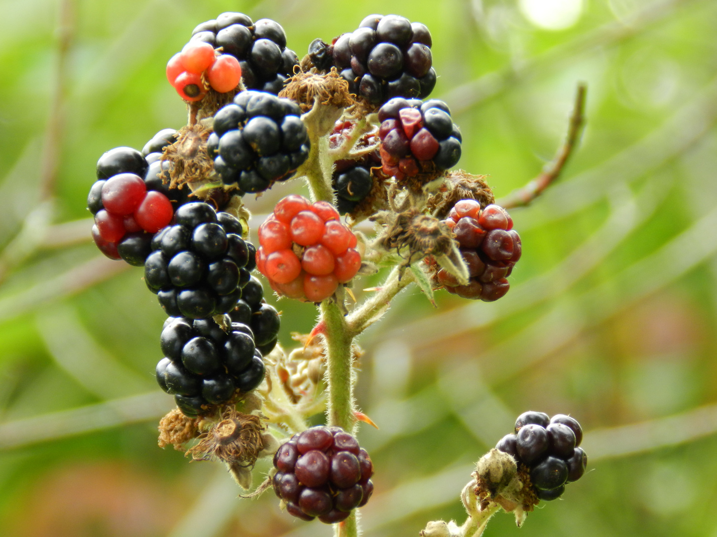 Brombeeren