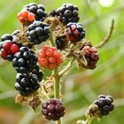 Brombeeren