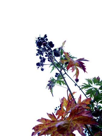 brombeeren