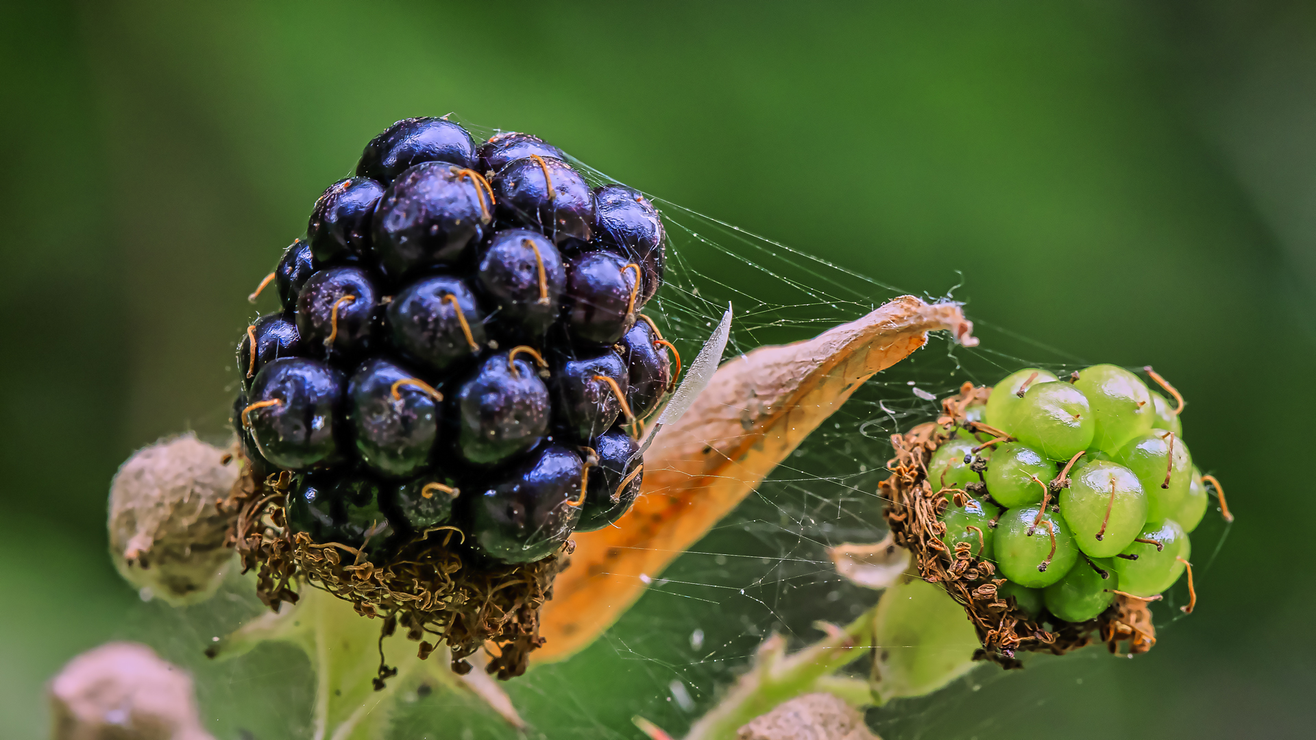 Brombeeren