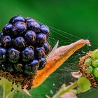 Brombeeren