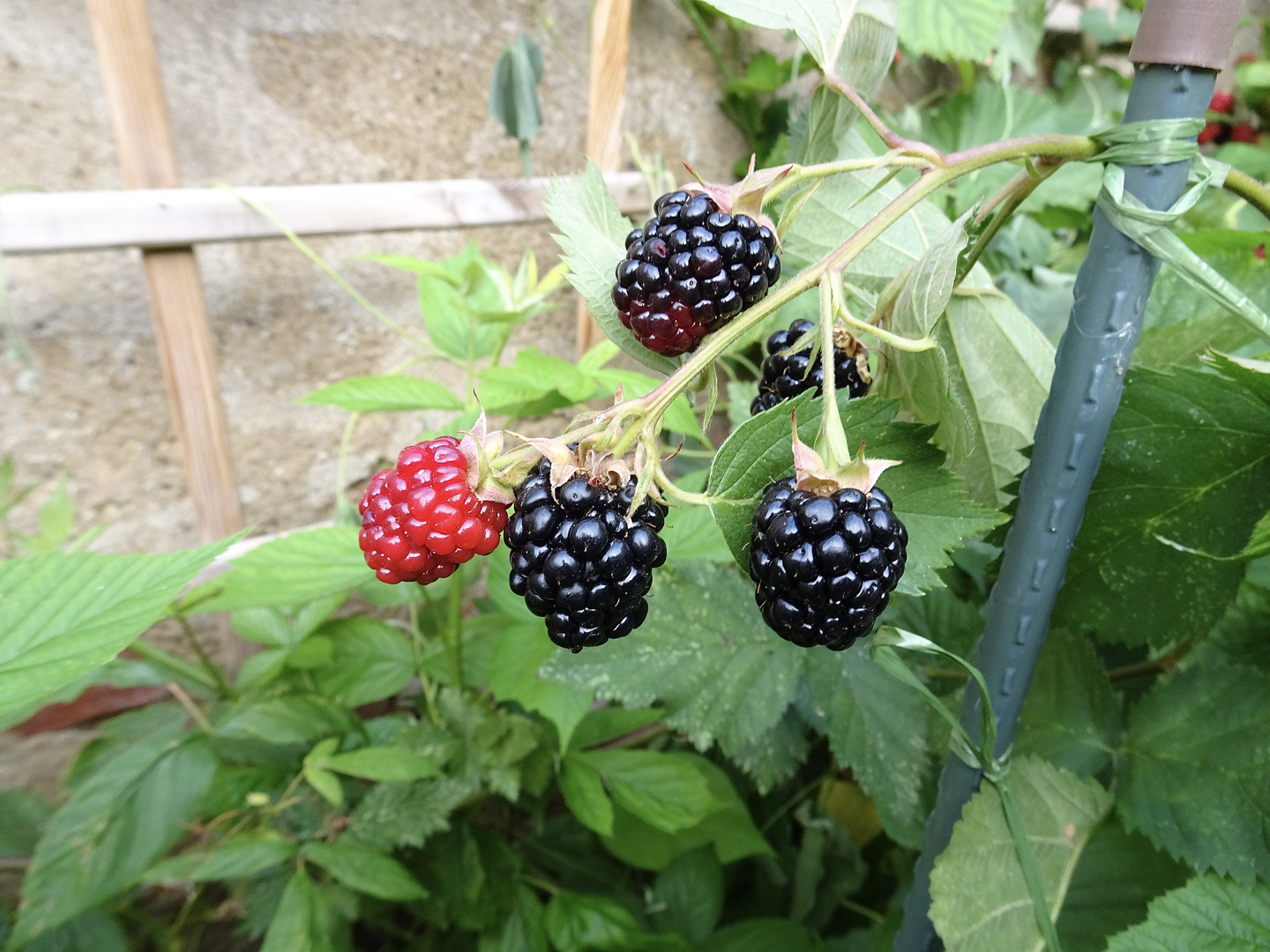 Brombeeren Foto & Bild pflanzen, pilze & flechten