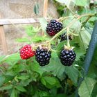 Brombeeren